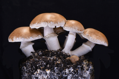 Agarics - Carpophores avec mycélium